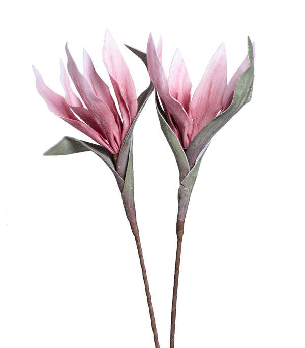 Scarlet gladiolus Pink - Set of 2