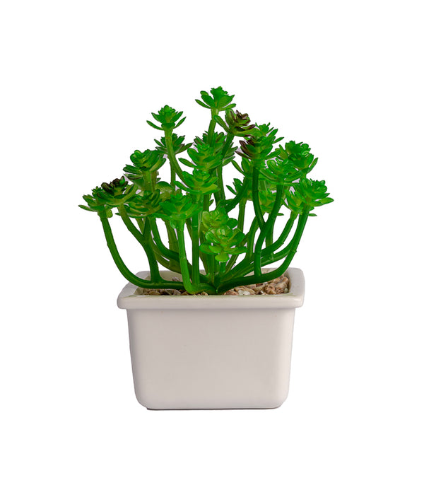 Clover succulent