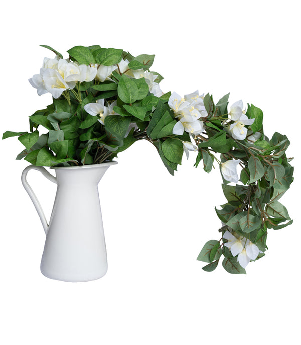 Bougainvillea White