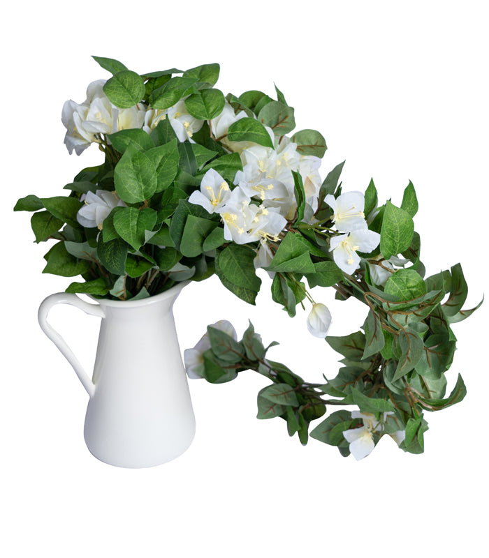 Bougainvillea White