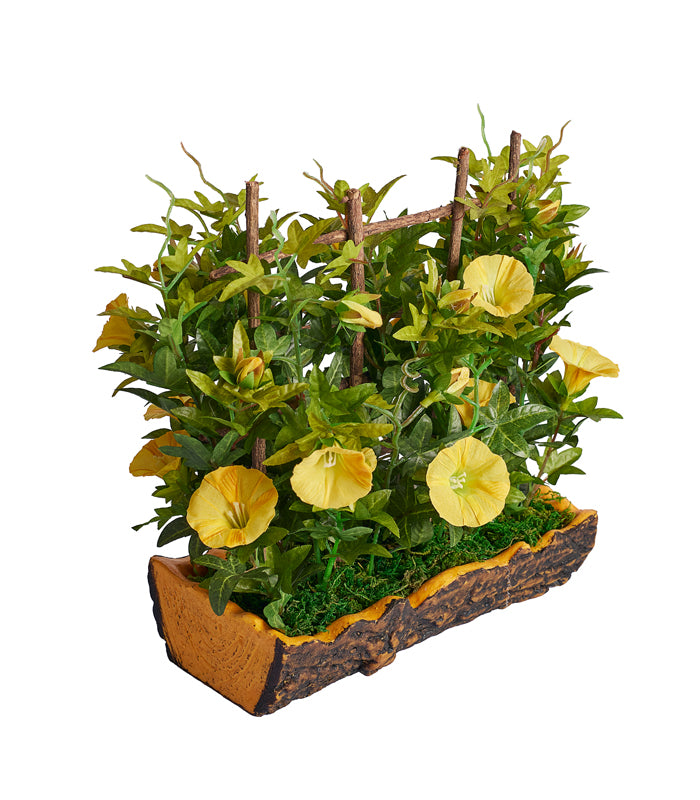 Bougainvillea Yellow Bonsai