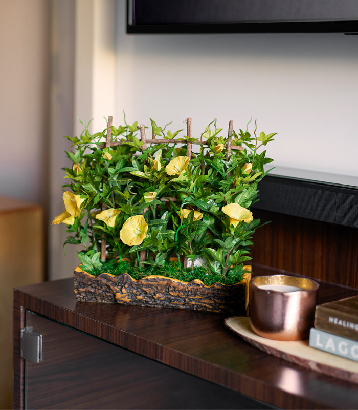 Bougainvillea Yellow Bonsai