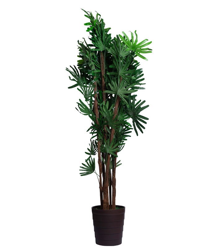 Broadleaf Lady Palm