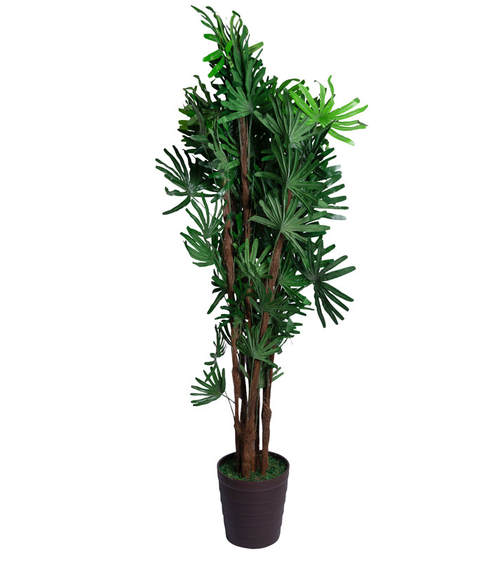 Broadleaf Lady Palm