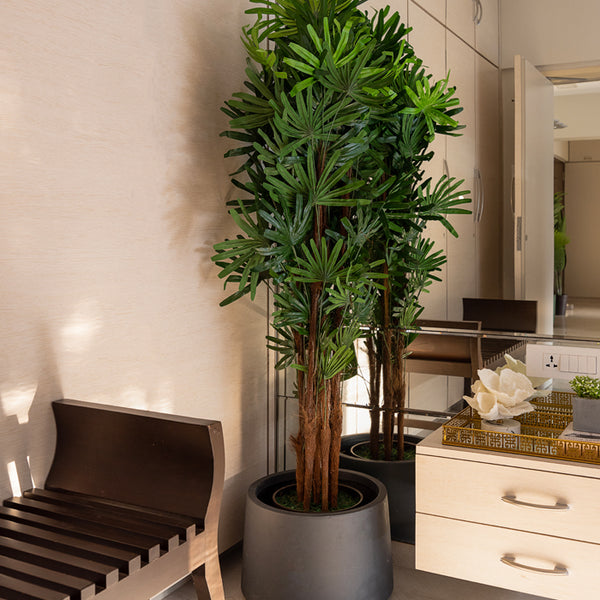 lady palm indoor plant Broadleaf Lady Palm – htohshop