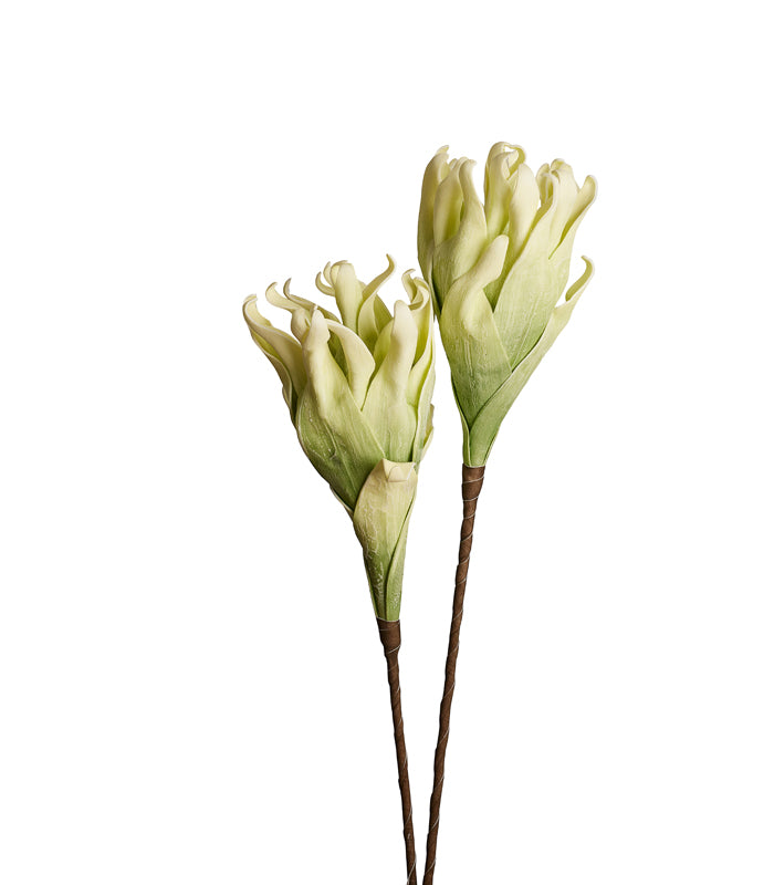 Cellulose Green - Set of 2