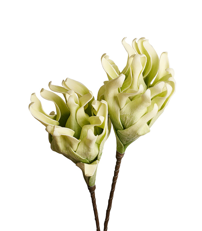 Cellulose Green - Set of 2
