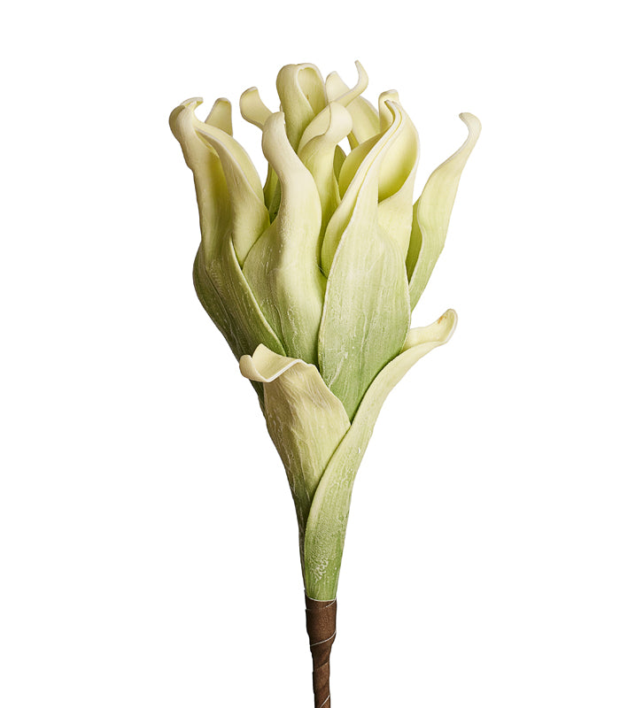 Cellulose Green - Set of 2