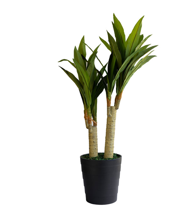 Dracaena fragrans