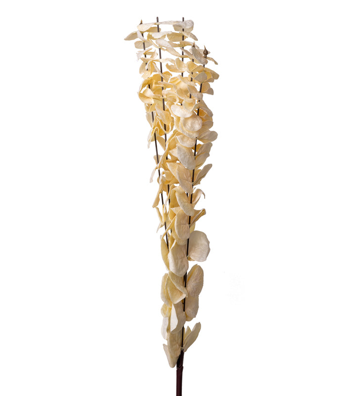 Eucalyptus White- Set of 2