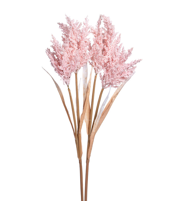 Fern asparagus Pink - set of 2