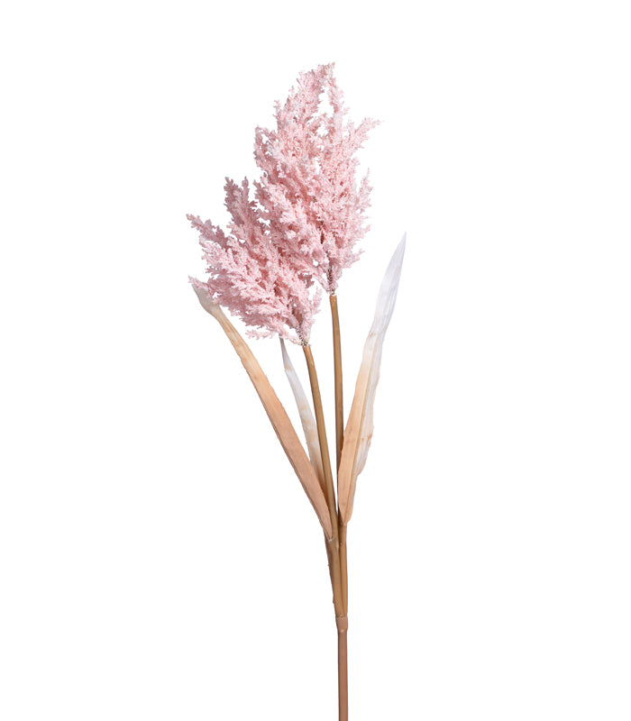 Fern asparagus Pink - set of 2