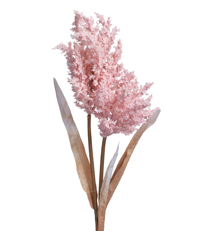 Fern asparagus Pink - set of 2