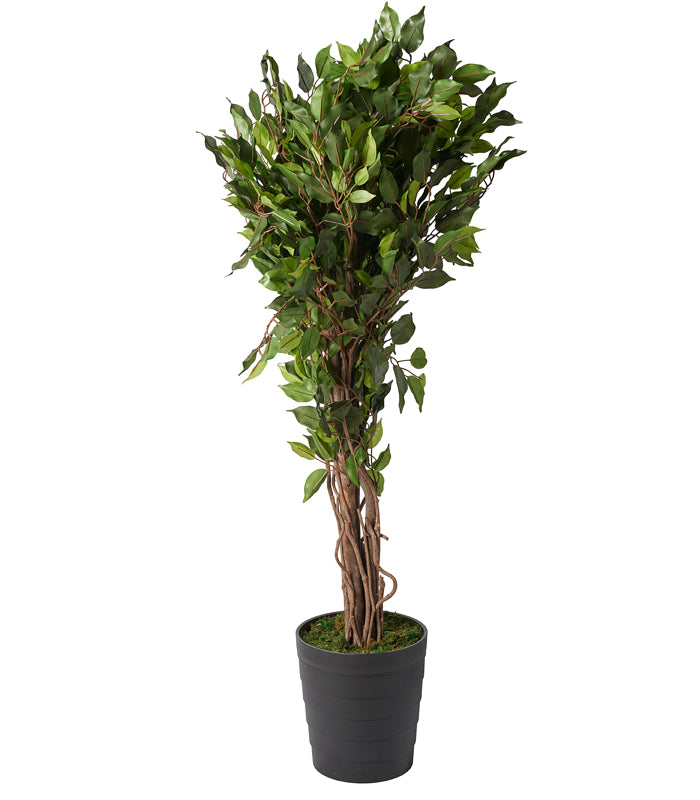 Ficus Plant
