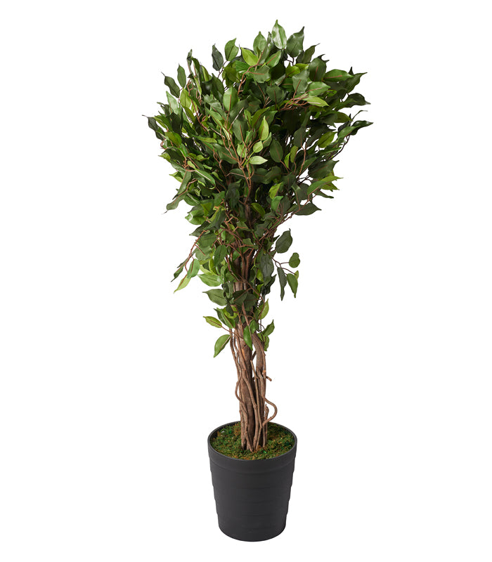 Ficus Plant