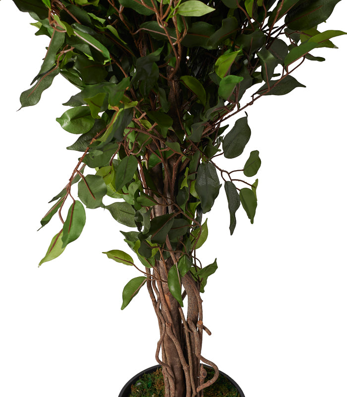 Ficus Plant