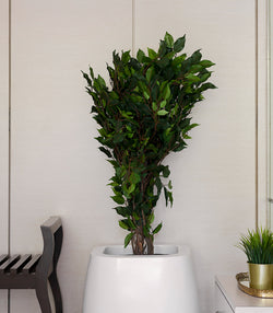 Ficus Plant