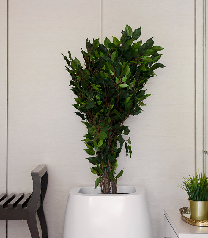 Ficus Plant