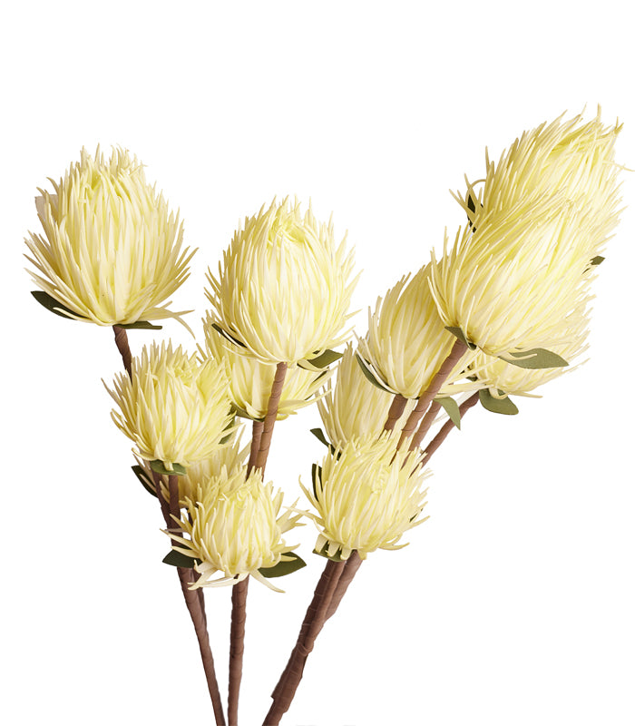 Full Moon Protea White - Set of 4