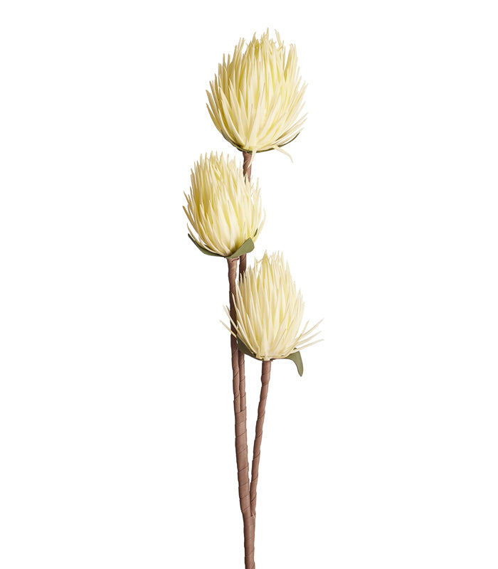 Full Moon Protea White - Set of 4