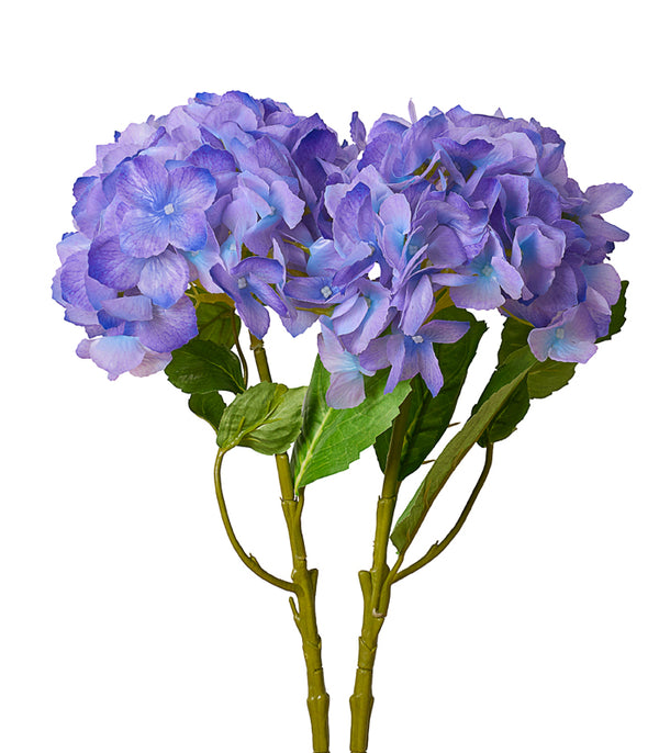 Hydrangea Carolina-Purple - Set of 2