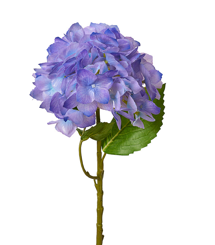 Hydrangea Carolina-Purple - Set of 2