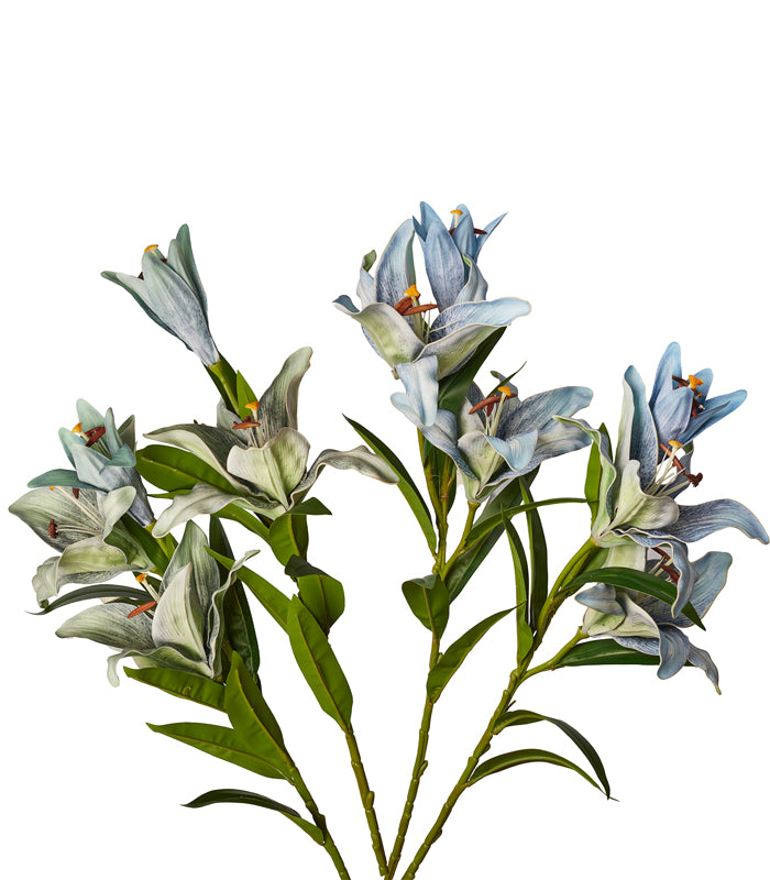 Madonna Lily Grey - Set of 2