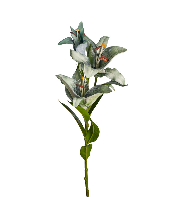 Madonna Lily Grey - Set of 2