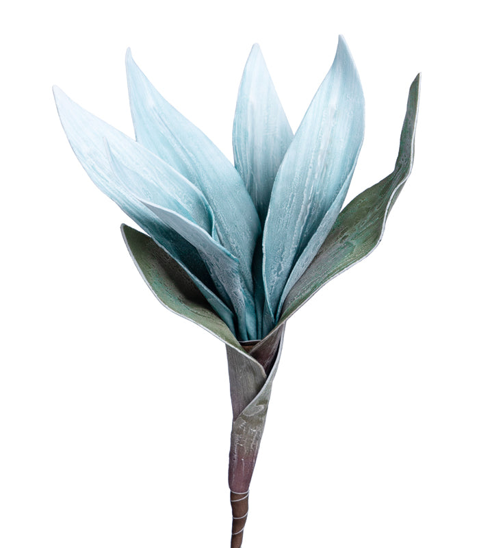 Scarlet gladiolus Blue- Set of 2