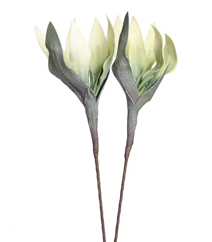 Scarlet gladiolus Green- Set of 2