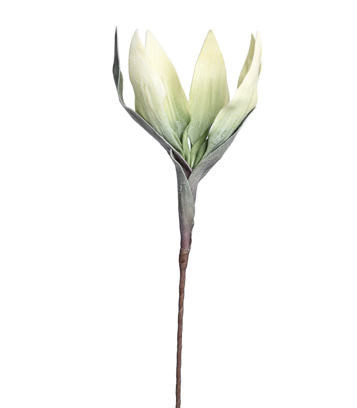 Scarlet gladiolus Green- Set of 2