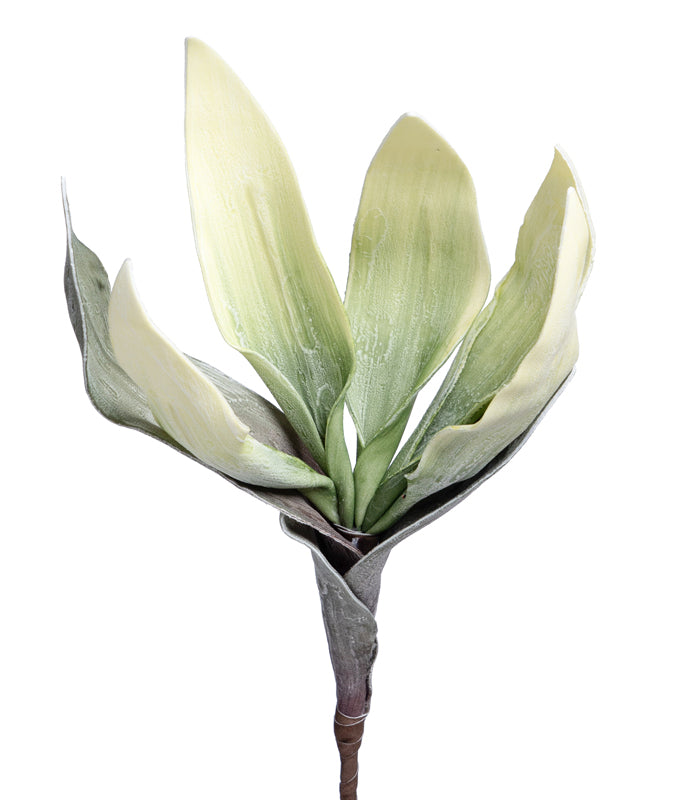 Scarlet gladiolus Green- Set of 2
