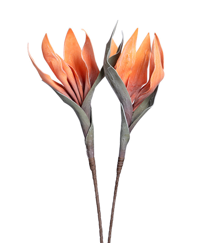 Scarlet gladiolus Orange - Set of 2