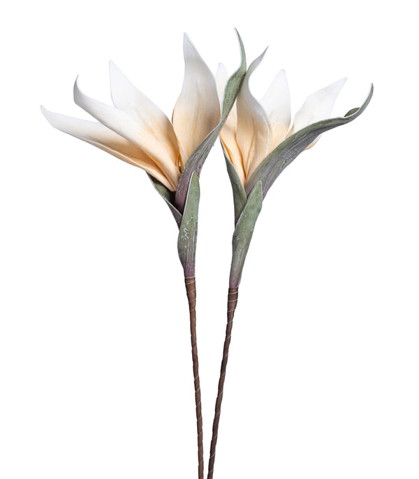 Scarlet gladiolus White - Set of 2