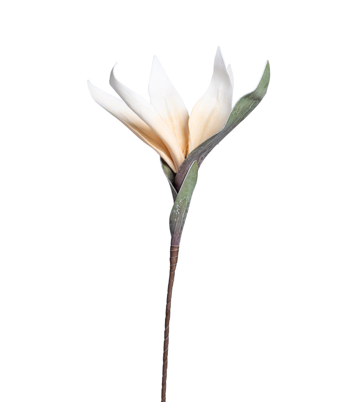 Scarlet gladiolus White - Set of 2