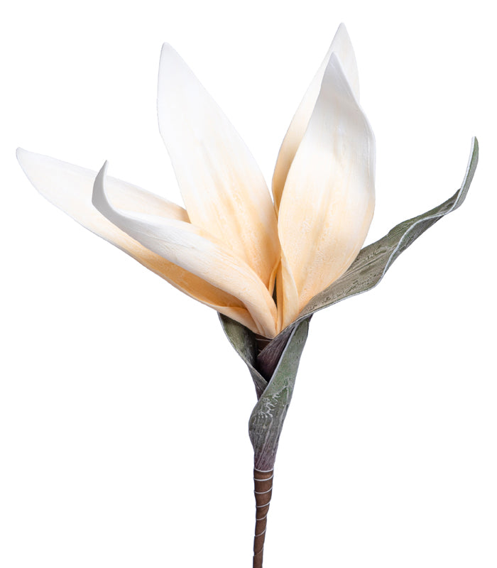 Scarlet gladiolus White - Set of 2