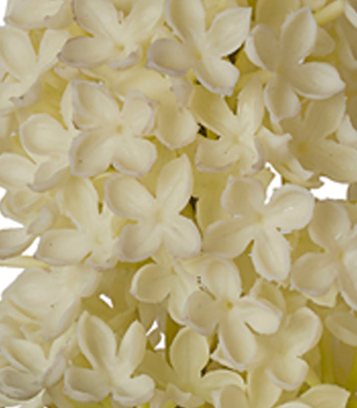 Silicon Hyacinth - White - Set of 2