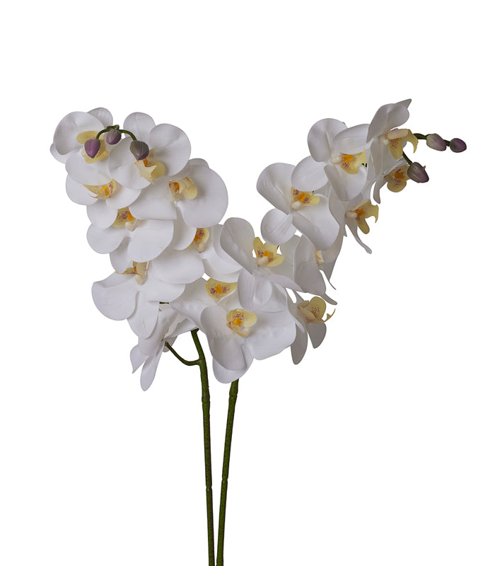 Silicon SouthEastern Orchid - White - Set of 2