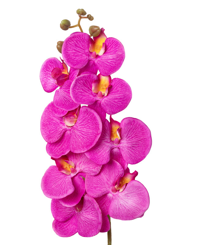 Southeastern orchid purple - Set of 2