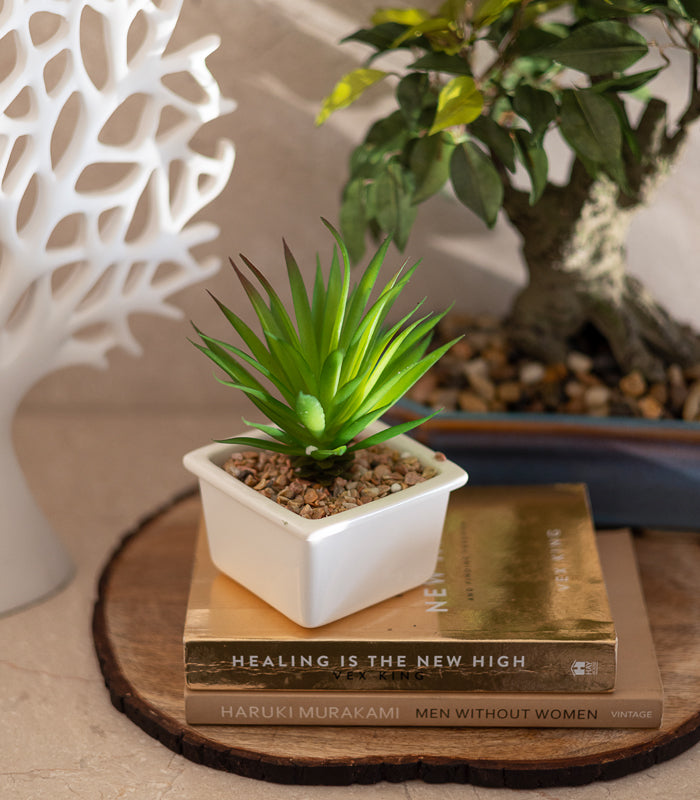 small aloe vera succulent Aloe vera succulent – htohshop