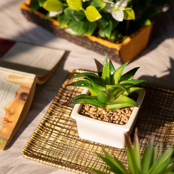 Aloe comosa succulent – htohshop