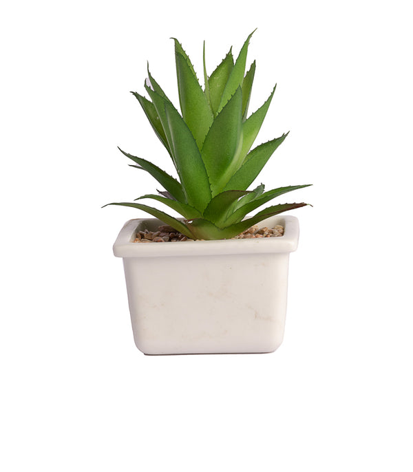 Aloe vera succulent