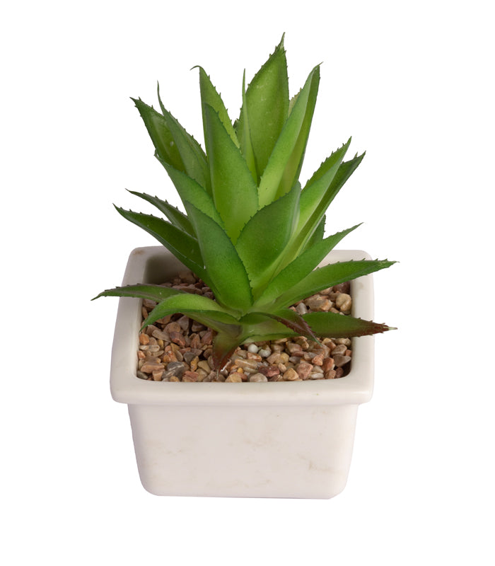 Aloe vera succulent