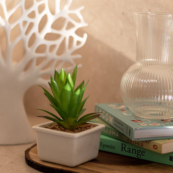 aloe vera plant in glass vase Aloe vera succulent – htohshop
