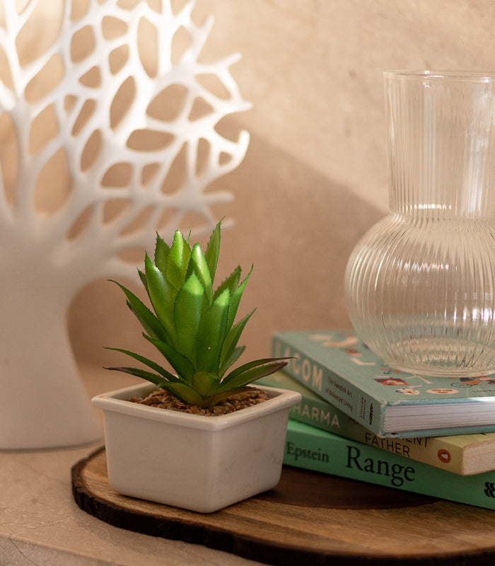 aloe vera plant in glass vase Aloe vera succulent – htohshop