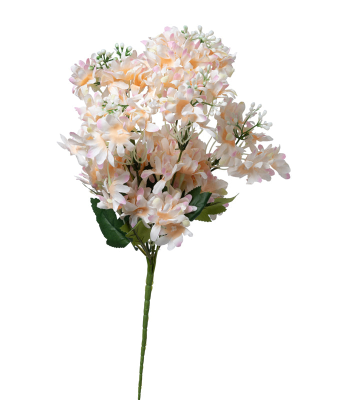 Arabian Jasmine - Peach - Set of 2