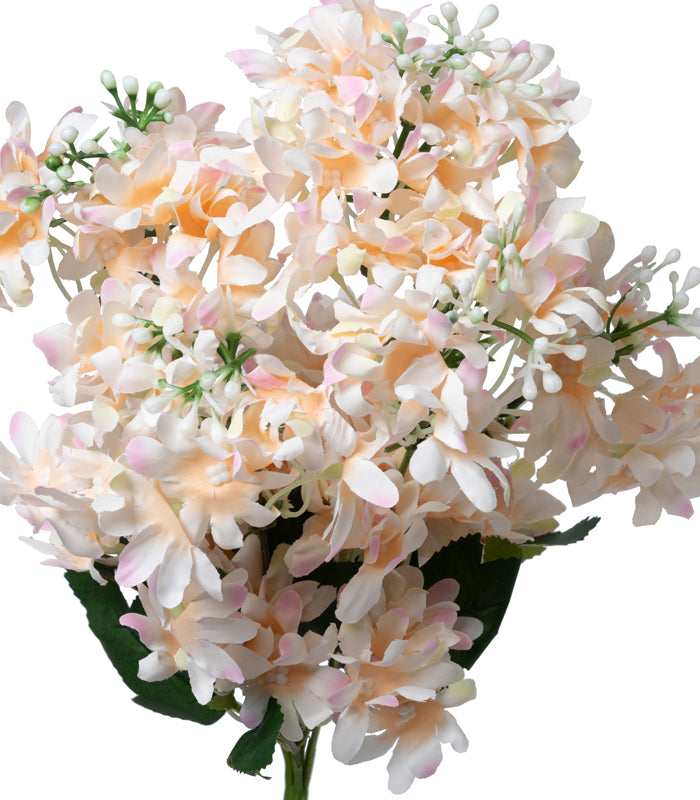 Arabian Jasmine - Peach - Set of 2