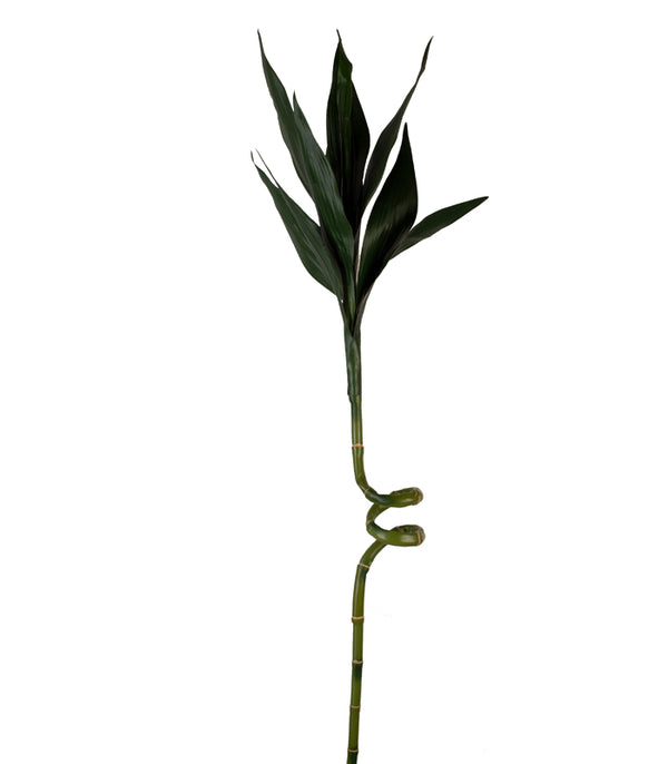 Bamboo Stock
