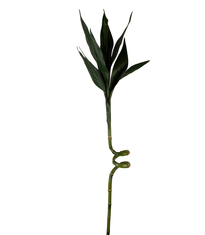 Bamboo Stock
