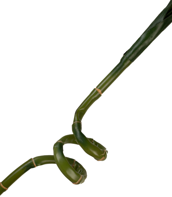 Bamboo Stock